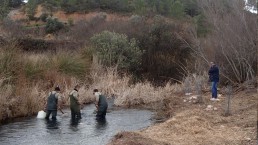 Iberdrola culmina su colaboración en la recuperación de la loina en el río Cautabán
