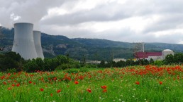 Multimedia gallery: photo of the plant from the field with poppies