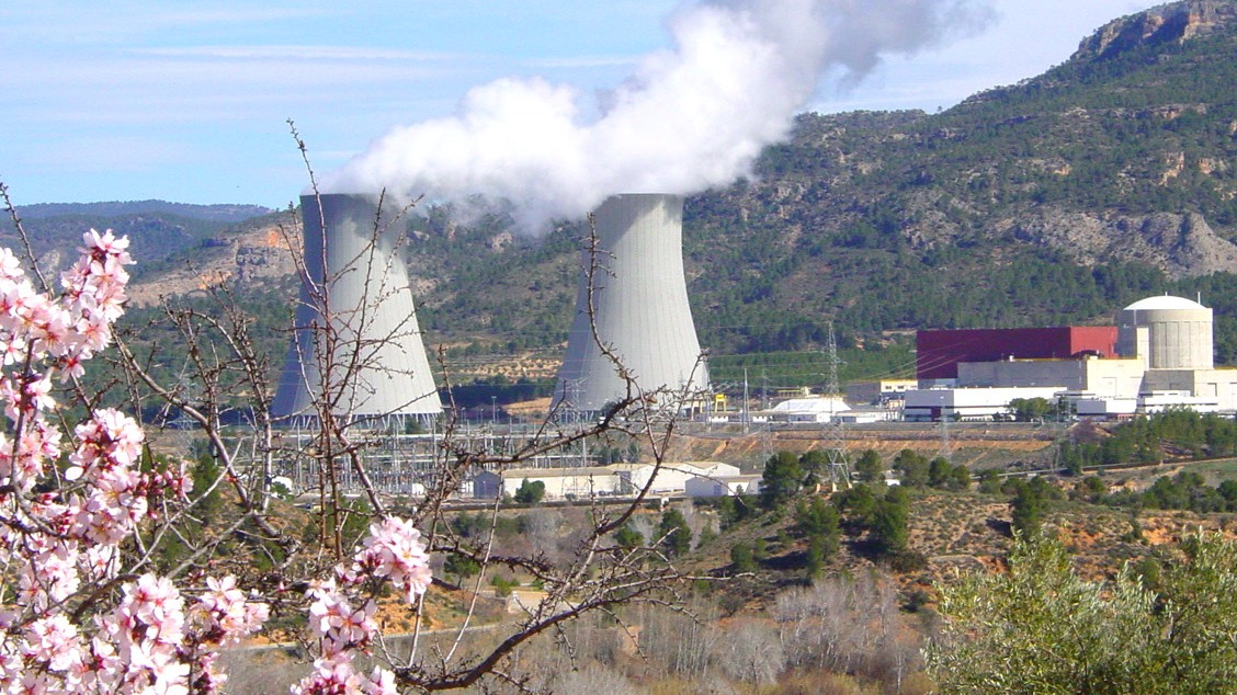 Multimedia gallery: photo of the plant with flowering almond trees